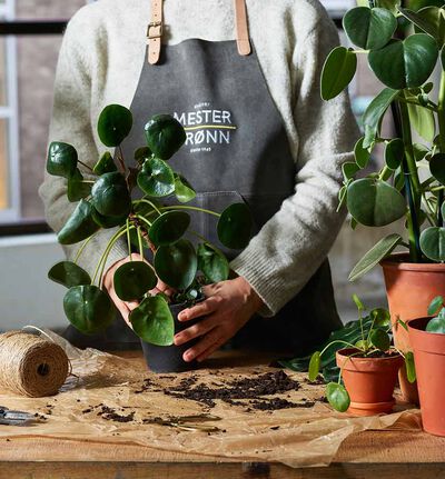 Dekoratørens sammenplanting grønne planter kr 800 Dekoratørens sammenplanting grønne planter kr 800